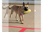 German Shepherd Dog Mix DOG FOR ADOPTION RGADN-1218302 - Cherry - German