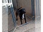 American Staffordshire Terrier DOG FOR ADOPTION RGADN-1218800 - Kakashi -