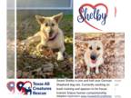 German Shepherd Dog Mix DOG FOR ADOPTION RGADN-1219133 - Shelby - German