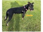 Miniature Pinscher Mix DOG FOR ADOPTION RGADN-1224956 - VITO - Miniature
