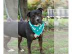 Rottweiler Mix DOG FOR ADOPTION RGADN-1232697 - Bowser - Rottweiler / Mixed Dog