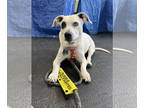 Miniature English Bulldach DOG FOR ADOPTION RGADN-1234250 - Walter - Dachshund /
