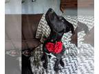 Labrador Retriever Mix DOG FOR ADOPTION RGADN-1234389 - Bean - Labrador