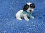 Beautiful Yorkieshih Puppies