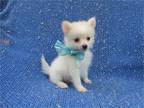 Tiny Pomeranian Puppies