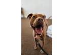 Onyx, American Pit Bull Terrier For Adoption In Hopewell, Virginia
