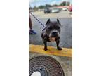 Birdie, American Pit Bull Terrier For Adoption In Hopewell, Virginia