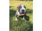 Cider, American Staffordshire Terrier For Adoption In Saugus, Massachusetts