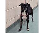 Millie Jo-4333tn, Boston Terrier For Adoption In Maryville, Tennessee