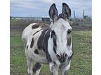 Cisco, Donkey/mule/burro/hinny For Adoption In Dewey, Illinois