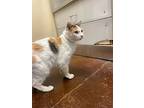 Cowgirl, Domestic Shorthair For Adoption In Monterey, California
