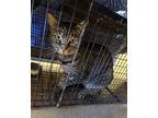 Grace, Domestic Shorthair For Adoption In Monterey, California