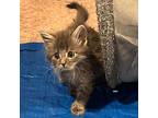 Rory, Domestic Longhair For Adoption In Island Lake, Illinois