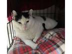 Moby, Domestic Shorthair For Adoption In Keswick, Ontario