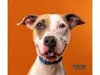 Drieka, American Pit Bull Terrier For Adoption In Kokomo, Indiana