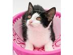 Jared Is Such A Joy! Happiest, Tabby For Adoption In Bedford Hills, New York