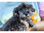 Angel, Schnauzer (miniature) For Adoption In Homer Glen, Illinois