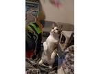 Lip, Domestic Shorthair For Adoption In Trenton, Michigan