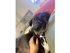 Baker Lover Boy, Labrador Retriever For Adoption In Provo, Utah