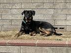 Cat In The Hat Pup: Thing 2, Labrador Retriever For Adoption In San Diego