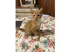 Gorgeous George, Domestic Shorthair For Adoption In Bluefield, West Virginia