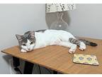 Morningstar, Domestic Shorthair For Adoption In West Richland, Washington