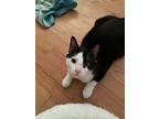 Lotus, Domestic Shorthair For Adoption In West Richland, Washington