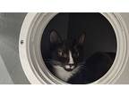 Monet, American Shorthair For Adoption In Naples, Florida
