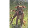 Hank, Labrador Retriever For Adoption In Ellicott City, Maryland