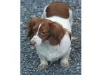 Patches, Dachshund For Adoption In Big Prairie, Ohio
