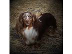 Myra, Dachshund For Adoption In Big Prairie, Ohio