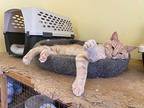 George, Domestic Shorthair For Adoption In Valley Center, California