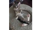 Ginny, Domestic Shorthair For Adoption In St Cloud, Florida
