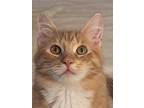 Garbanzo, Domestic Mediumhair For Adoption In Greensburg, Pennsylvania
