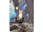 Jumping Jack, Domestic Shorthair For Adoption In Pawtucket, Rhode Island