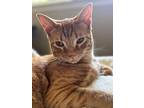 Sherman, Domestic Shorthair For Adoption In Pawtucket, Rhode Island