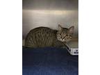 Caramel Apple, Domestic Shorthair For Adoption In Merriam, Kansas