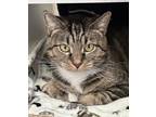 Cascade, Domestic Shorthair For Adoption In Reisterstown, Maryland