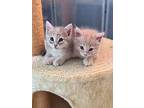 Rosie Pie, Domestic Shorthair For Adoption In Richardson, Texas