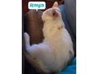 Raya, Domestic Mediumhair For Adoption In Miami, Oklahoma