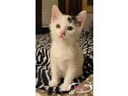 Boon, Domestic Shorthair For Adoption In Miami, Oklahoma
