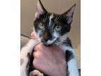 Mercury, Domestic Shorthair For Adoption In Oceanside, California