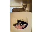 Saturn, Domestic Shorthair For Adoption In Oceanside, California