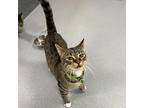 Lucia, Domestic Shorthair For Adoption In Detroit Lakes, Minnesota