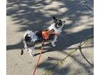 Oreo, Terrier (unknown Type, Medium) For Adoption In Woodland, California