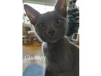 Gladney, Domestic Shorthair For Adoption In Virginia Beach, Virginia