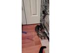 Wilson, Domestic Shorthair For Adoption In London, Ontario