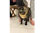 Jessie, Domestic Shorthair For Adoption In London, Ontario
