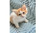 Mango, Maine Coon For Adoption In West Bloomfield, Michigan