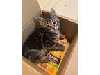 Kyle, Domestic Mediumhair For Adoption In London, Ontario